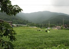 자매결연마을 봉사활동 밀양시 부북면 후사포리